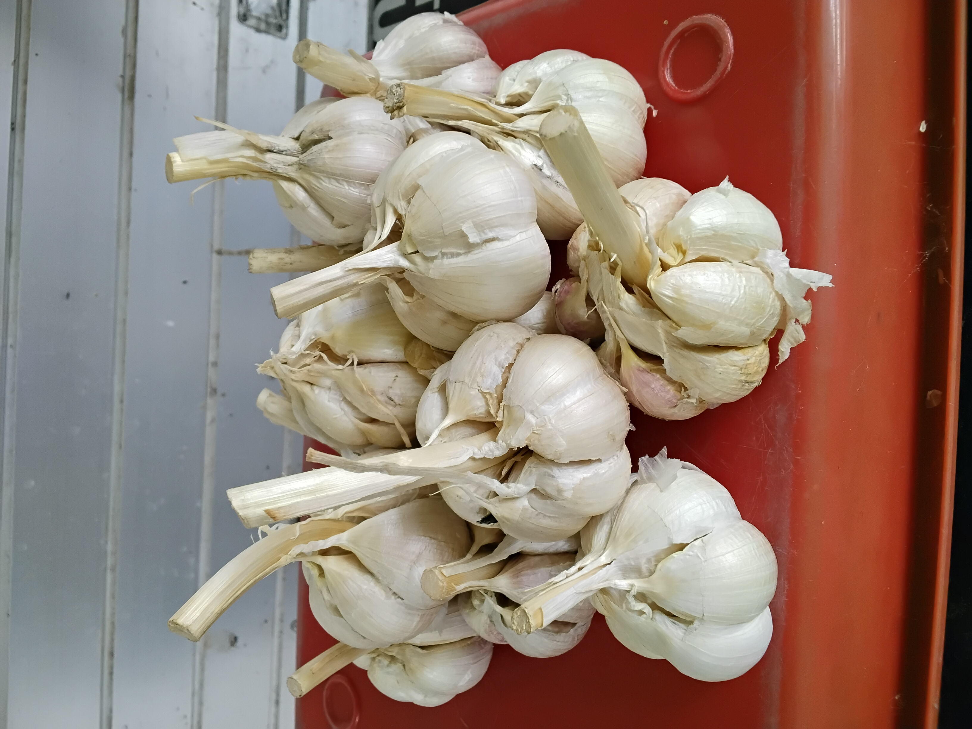 Bawang Kating